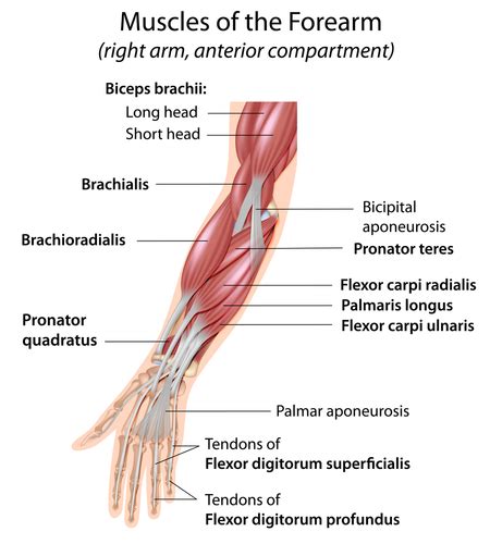 Learn about their differences and the common injuries that affect them here. Forearm Flexor group
