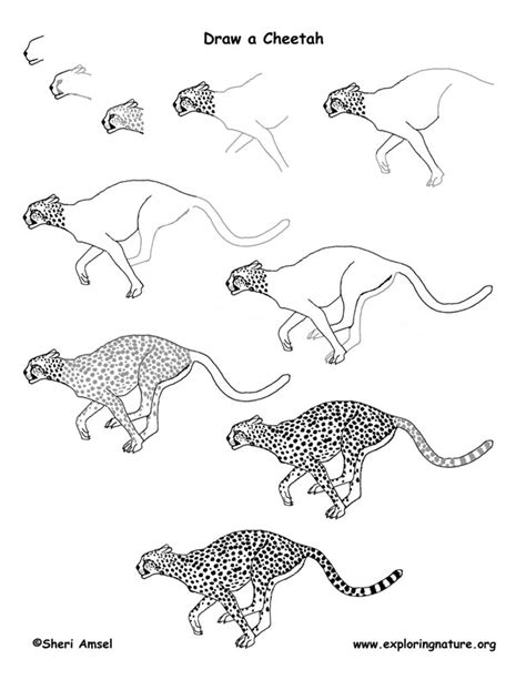 How To Draw A Cheetah Draw Central