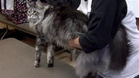 Worlds Longest Feline Is A Cat Called Stewie In Nevada Bbc News