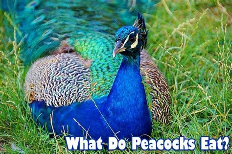 What Do Peacocks Eat Peacock Foods Animals Information Peafowl