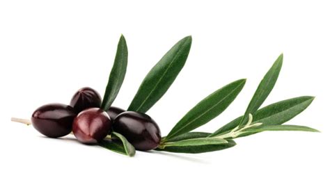 Olive Stock Photo Download Image Now Istock