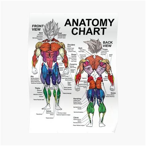 Muscle Diagram Posters Redbubble