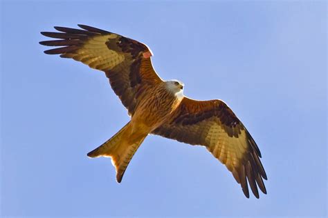 Peters Portfoliobird And Wildlife Photography Red Kite