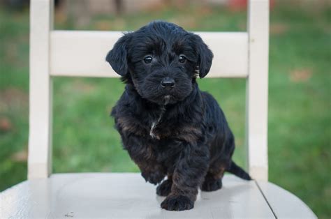 Scottie Poo Puppies For Sale Acorn Acres Puppies