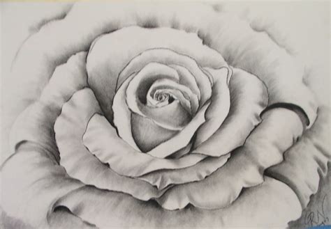 Charcoal Flower Drawings
