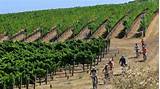 Best Bike Tours Napa Valley Pictures