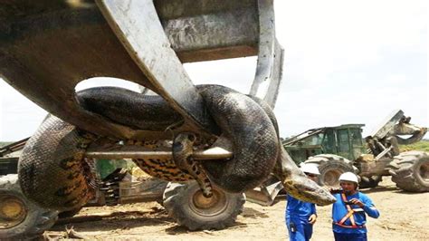 A 328 Feet Anaconda Found In Brazil Largest Snake In The World