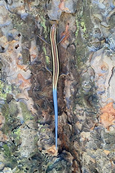 Wild Herps Western Skink Plestiodon Skiltonianus