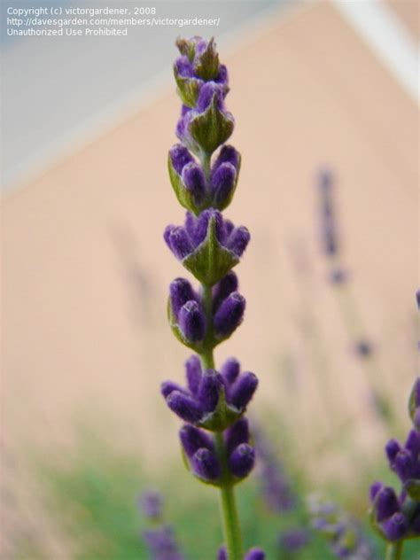 Plantfiles Pictures English Lavender Hidcote Superior Lavandula