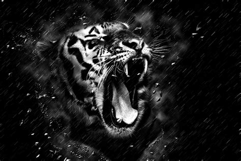 Black Tiger Wallpapers 4k Hd Black Tiger Backgrounds On Wallpaperbat