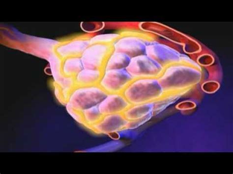May 19, 2021 · la lactancia materna es entre una madre y un niño. Lactancia materna animacion.flv - YouTube