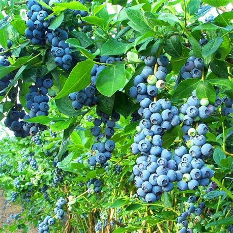 9cm Blueberry Bluecrop Plant Potted Grow Your Own Bushes Mid Season
