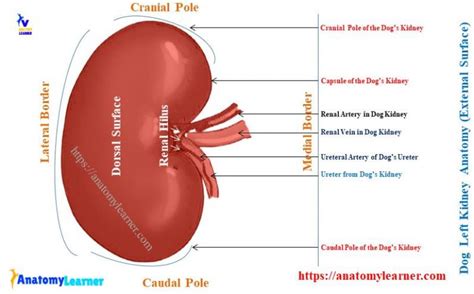 Dog Kidney Anatomy Right And Left Canine Kidneys Location With