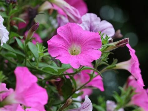 30 Common Poisonous Flowering Plants You Must Know Florgeous Plants