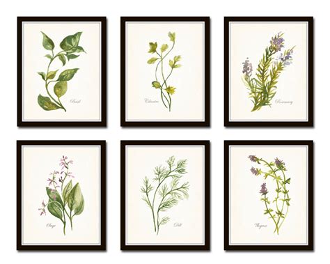 Watercolor Herbs Print Set No 1 Botanical Prints Giclee Art Herb
