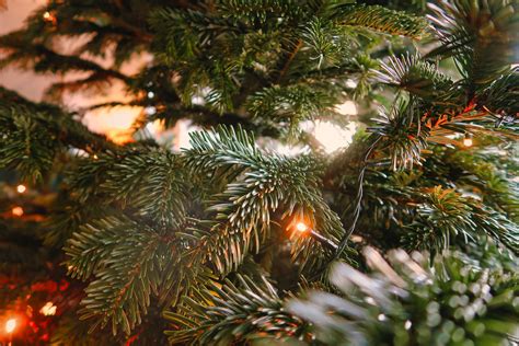 Green Christmas Tree · Free Stock Photo
