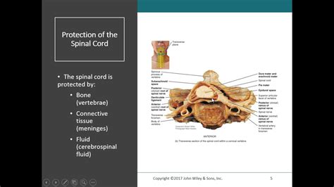 1 Spinal Cord And External Anatomy Youtube