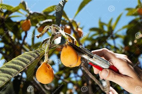 Man Harvesting Loquats From A Tree Stock Photo Image Of Hand