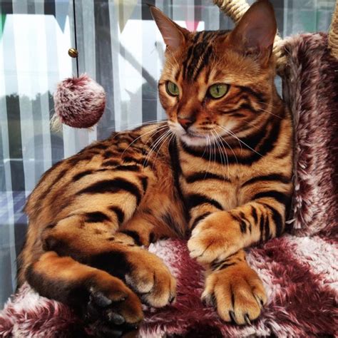This Striped And Spotted Cats Fur Is Mesmerizing The