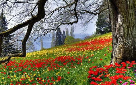 Meadow Wildflower Red Yellow Bonito Spring Trees Lake Green