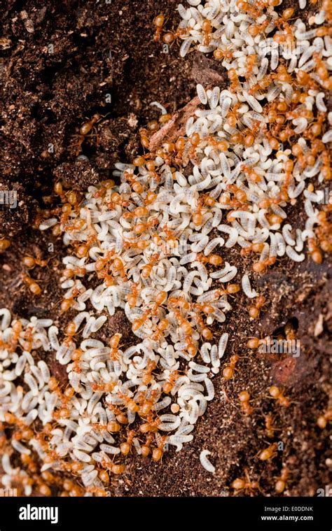 Ant Eggs Hi Res Stock Photography And Images Alamy