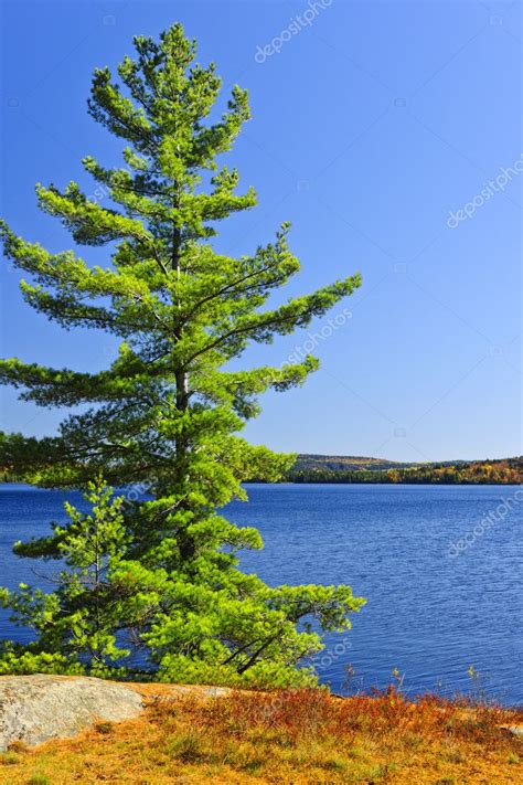 Pine Tree At Lake Shore Stock Photo By ©elenathewise 6696703