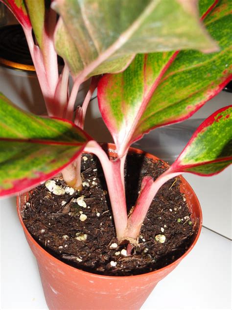 Red siam aurora aglaonema needs 0.5 cups of water every 7 when it doesn't get direct sunlight and is potted in a 5 pot. Aglaonema "Red Gold" | Aglaonema "Red Gold" Chinese ...
