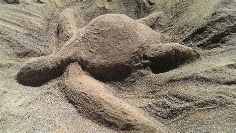 Turtle Sand Sand Sculptures Beach Land Nature Day High Angle