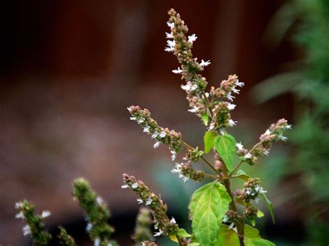 Patchouli Plant Care Tips On Growing Patchouli Plants
