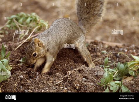 Close Up Of Squirrel Digging Hole Rancho Cordova California Stock