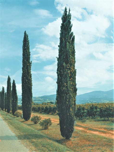 Italian Cypress Tree Tall And Slender Evergreen Tree 25 Qt
