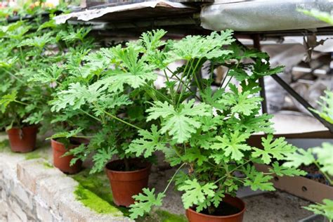 Citronella Plant Care How To Grow Mosquito Plants