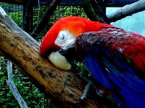 Parrot farm malaysia, kuala lumpur, malaysia. How Much Sleep Does My Parrot Need?