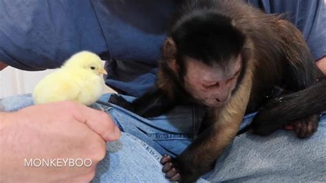 Monkey Boo Meets Some Easter Chicks 🐒🐥 Hes So Gentle With Them 😊 By