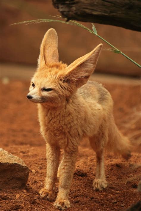 Big Ears Fennec Fox Animals Wild Cute Fox