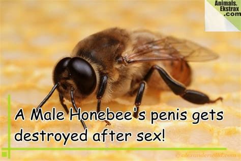 25 Weird But Interesting Mating Facts About Animals Tail