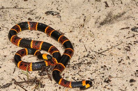 Coral Snake Venom Types Effects And Treatment Options Reptile Jam
