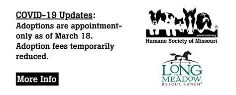 It's possible that an animal listed may already be adopted when you visit the shelter. St. Louis Pet Adoption in 2020 | Adoption, Humane society ...