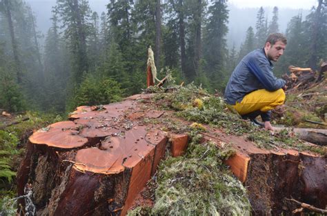 Province Oks Logging Of Old Growth Forest On Vancouver Island