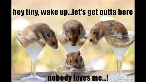 Hamster Meme Bild Scared Hamster Browriswn Wallpaper