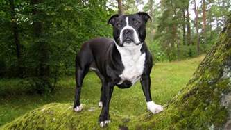 The photograph is printed in a professional lab on kodak endura supra glossy paper and carefully packaged in a rigid photo mailer to insure you receive your photo in the best condition. 36 Wonderful Black Boxer Dog Images And Photos