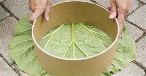 How to use leaves to add texture to cement stepping stones - DIY Everywhere