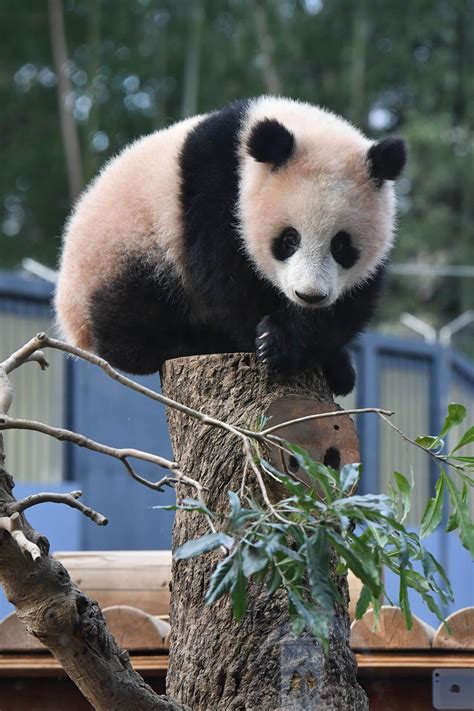 Panda Bear Panda Cute Panda