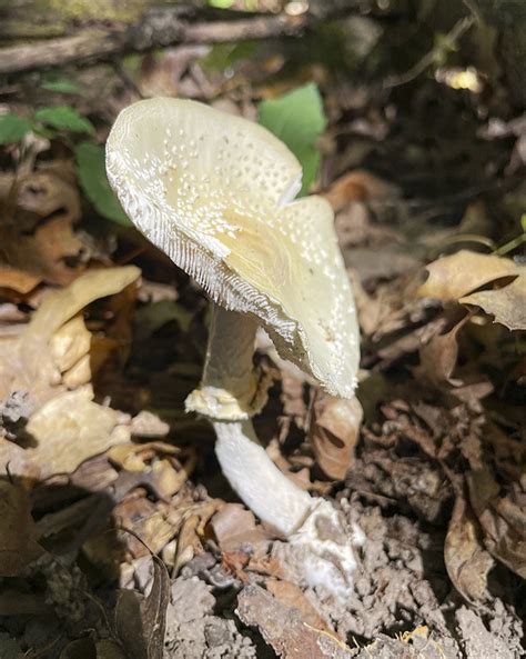 Minnesota Seasons Minnesota Fungi