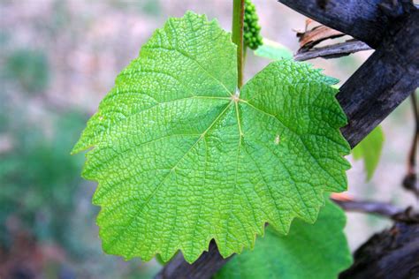 Vine Leaf Wallpapers Images Photos Pictures Backgrounds