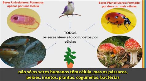 Seres Vivos Formados Por Apenas Uma única Célula