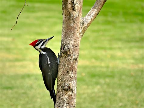 Observations And Notes On Our Largest Woodpecker 27 East