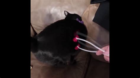 cat massage tool youtube