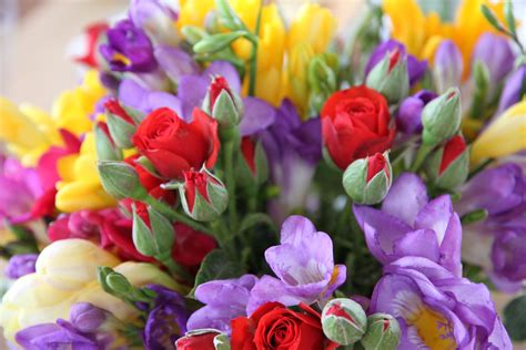 White, yellow, apricot, orange scent: Freesias will be in season in November | Flowers, Rose, Plants