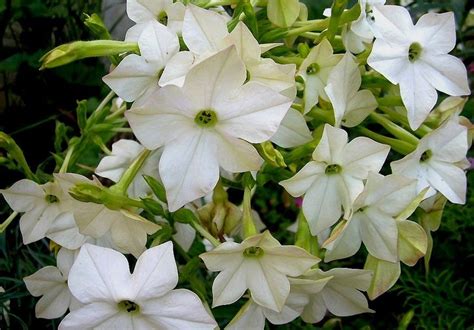 Nicotiana Alata ‘white Sweet Smelling Pretty Plants White Plants
